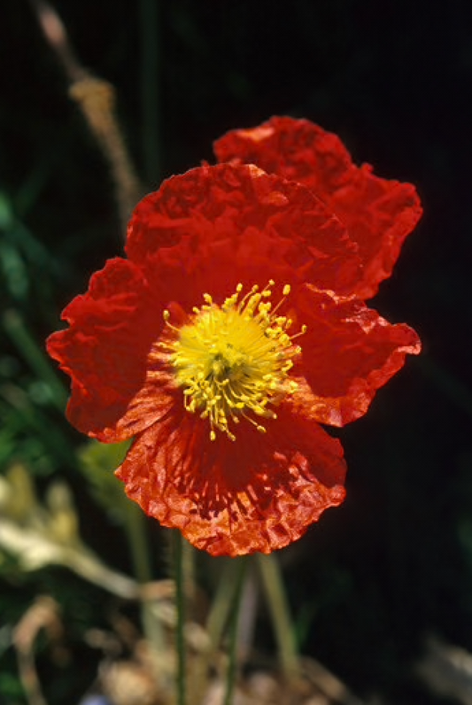 Alaskan Flower Essence Icelandic Poppy