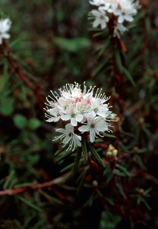 Alaskan Flower Essence Labrador Tea