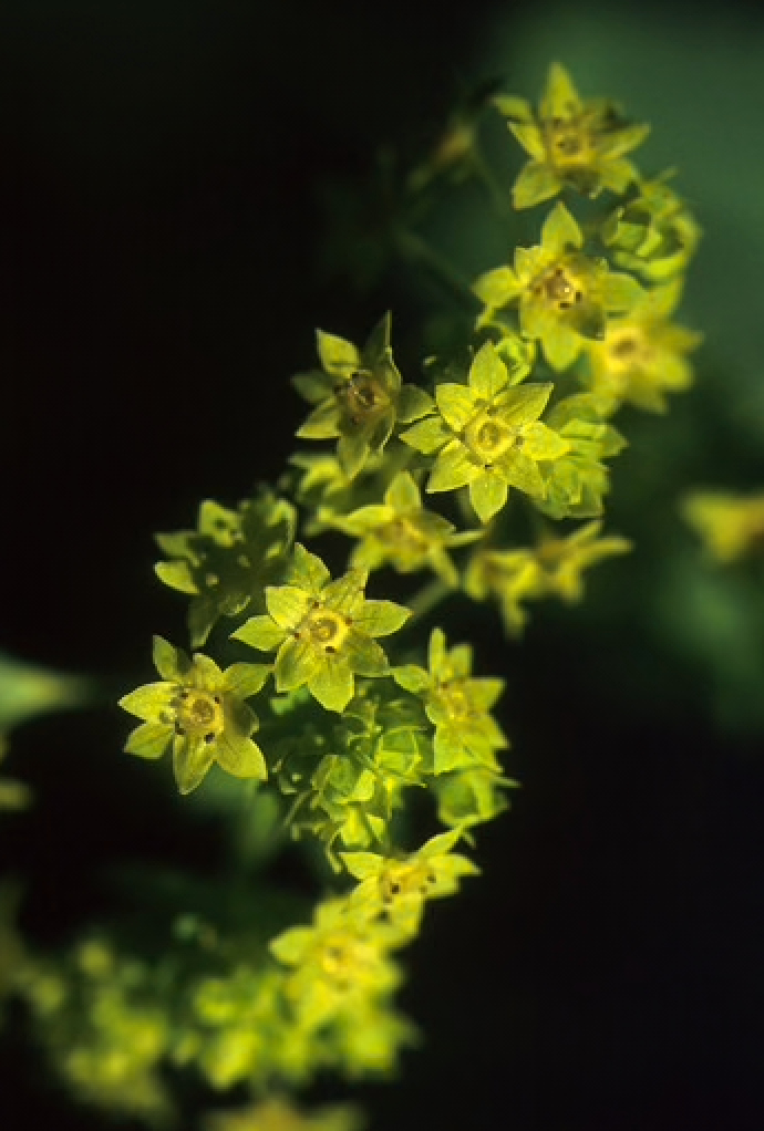 Alaskan Flower Essence Ladies' Mantle