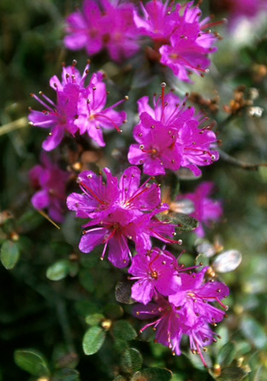 Alaskan Flower Essence Lapland Rosebay