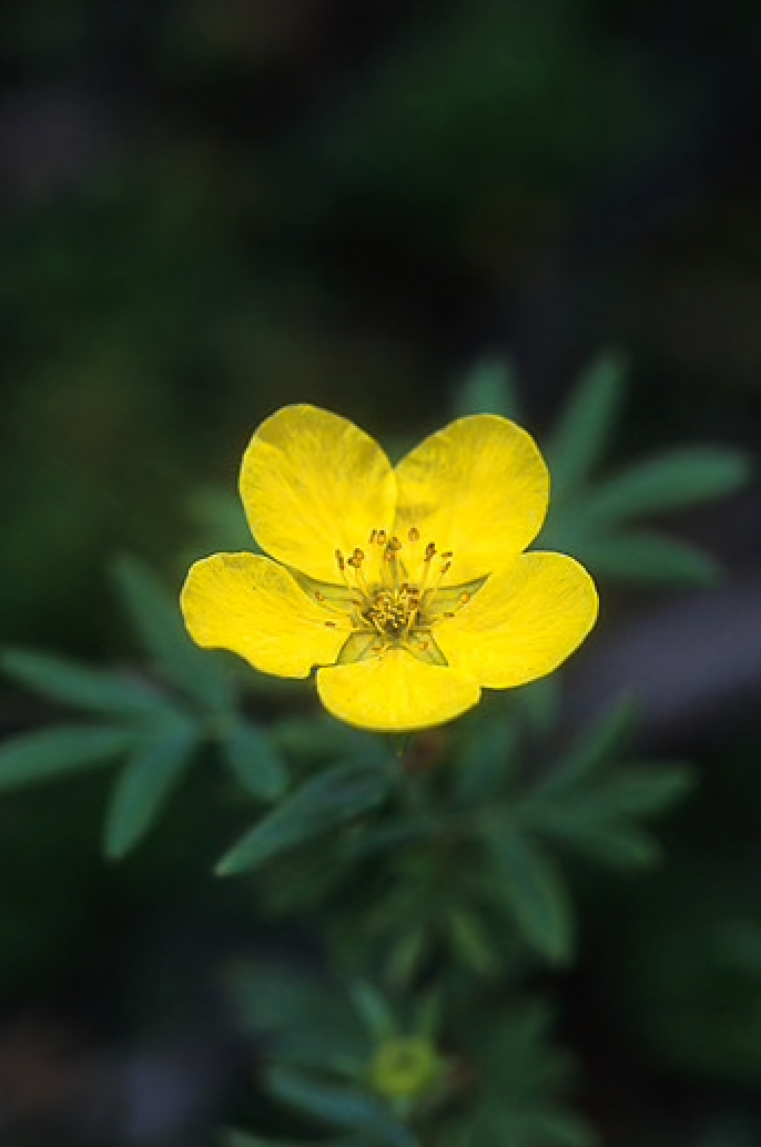 Alaskan Flower Essence Tundra Rose