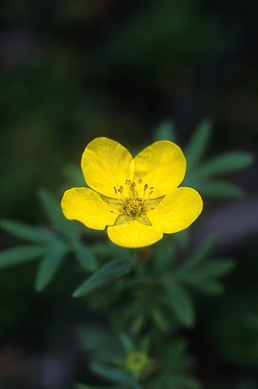 Alaskan Flower Essence Tundra Rose