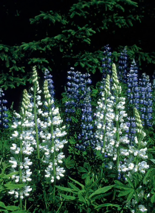 Alaskan Flower Essence White Lupine