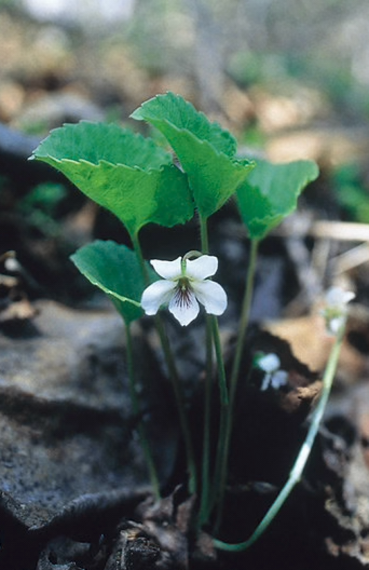 Alaskan Flower Essence White Violet