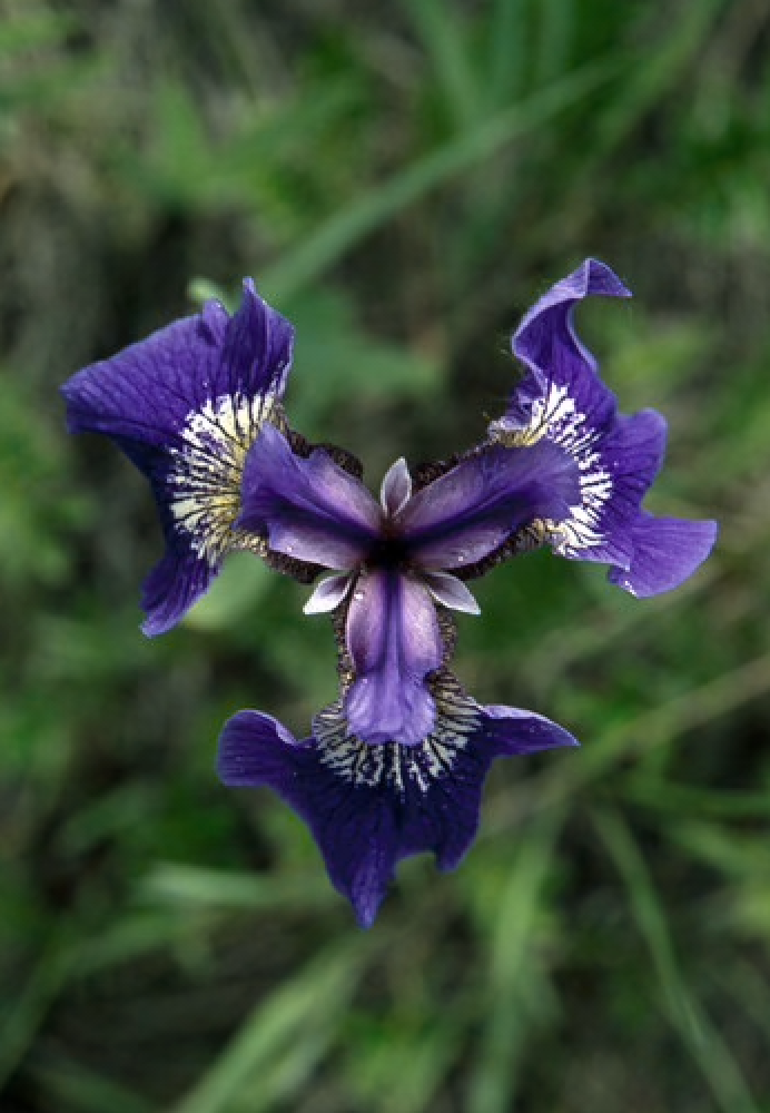 Alaskan Flower Essence Wild Iris