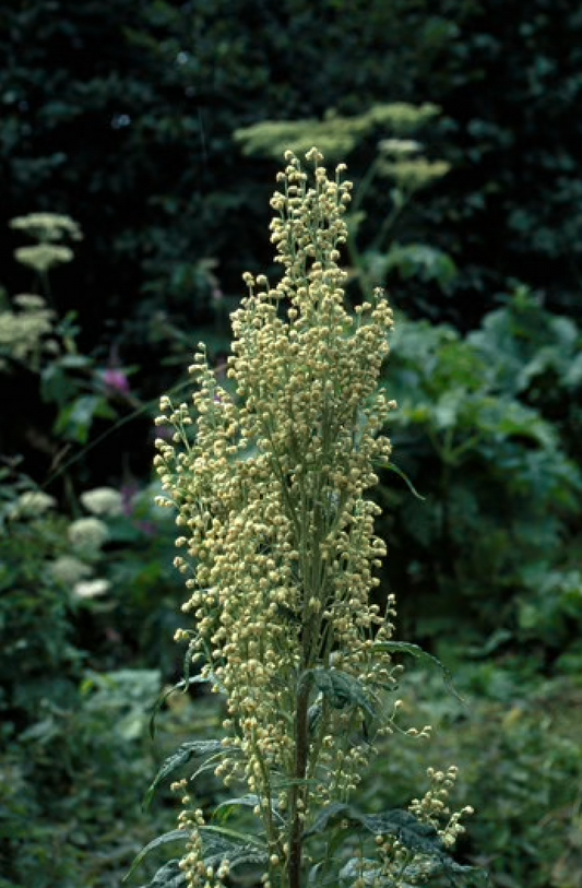 Alaskan Flower Essence Mountain Wormwood