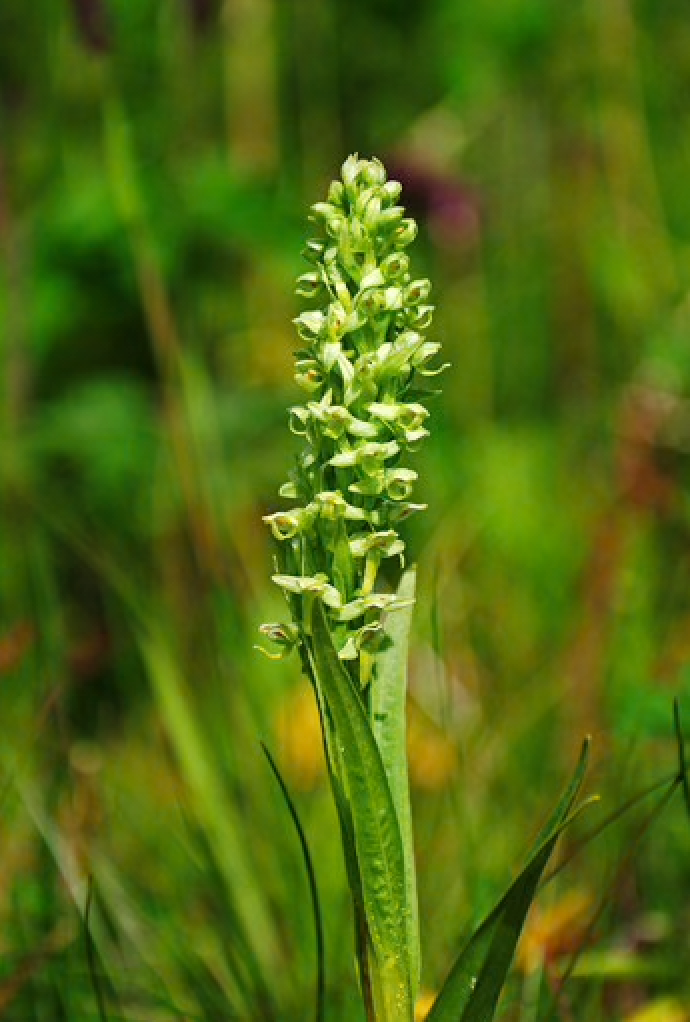 Alaskan Flower Essence Northern Green Orchid