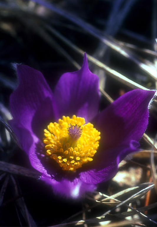 Alaskan Flower Essence Pasque Flower