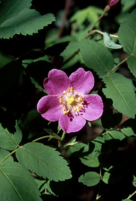Alaskan Flower Essence Prickly Wild Rose