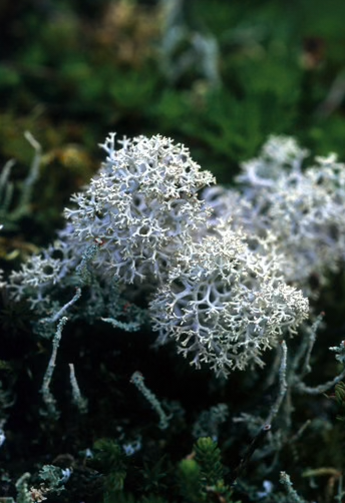 Alaskan Flower Essence Reindeer Moss