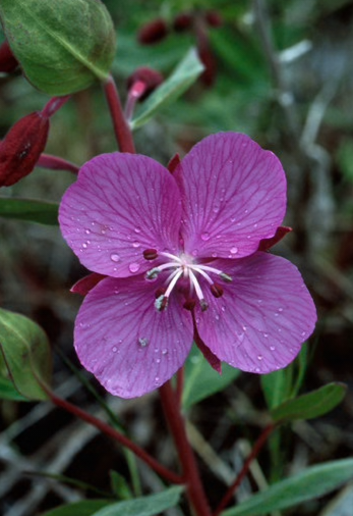 Alaskan Flower Essence River Beauty