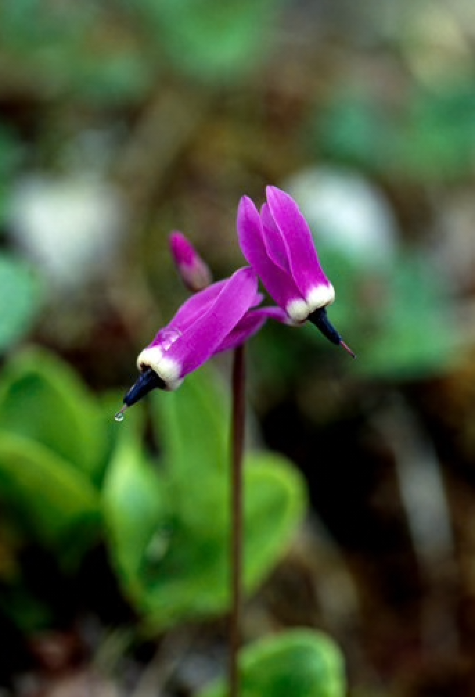 Alaskan Flower Essence Shooting Star