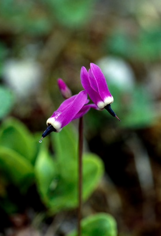 Alaskan Flower Essence Shooting Star