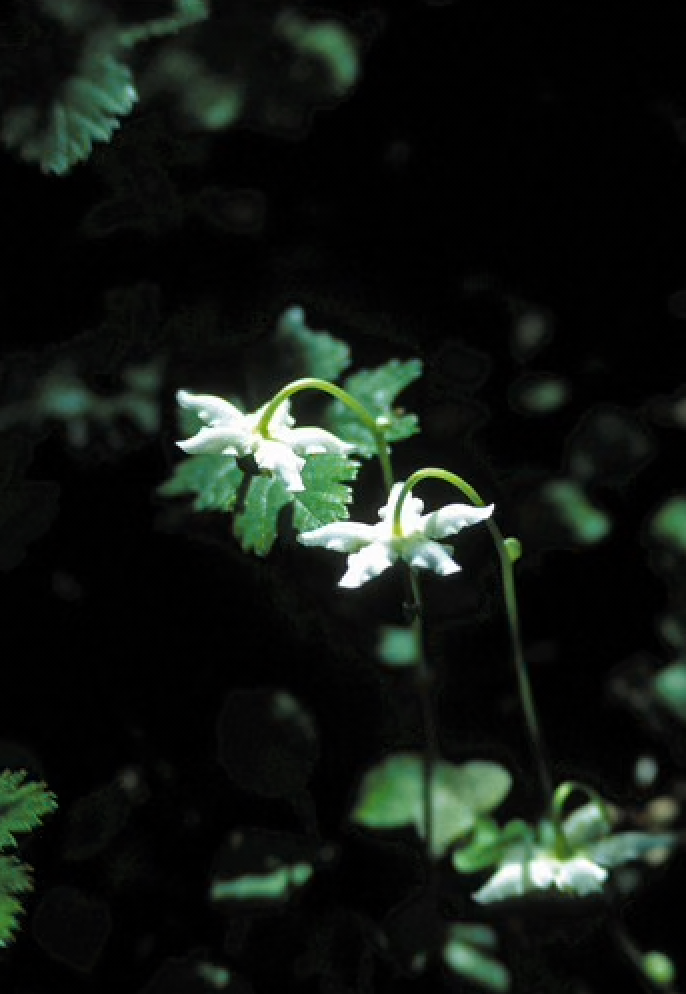 Alaskan Flower Essence Single Delight