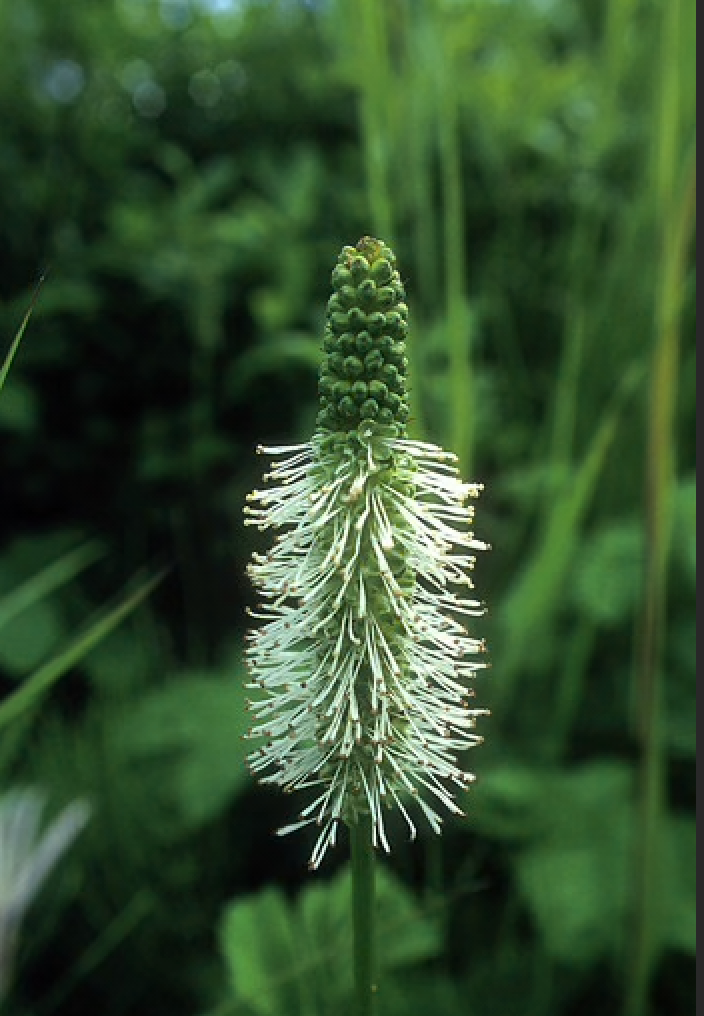 Alaskan Flower Essence Sitka Burnet