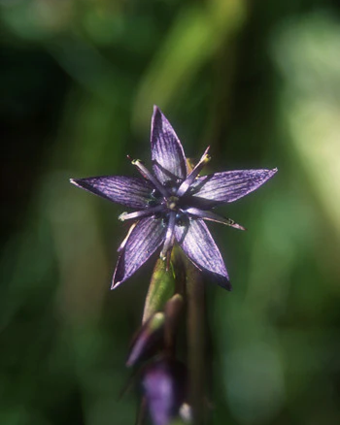 Alaskan Flower Essence Star Gentian