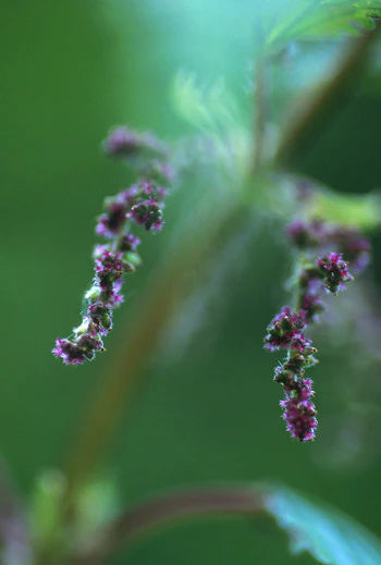 Alaskan Flower Essence Stinging Nettle