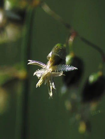 Alaskan Flower Essence Sweetgrass
