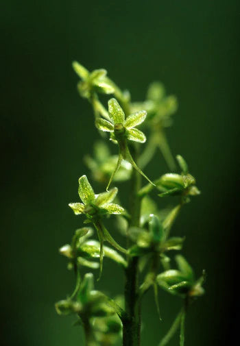Alaskan Flower Essence Tundra Twayblade