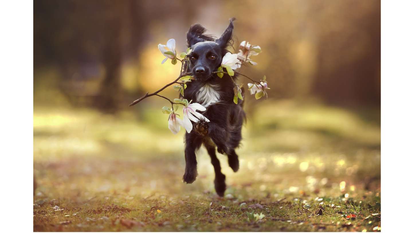 Small Animal Frequency Session