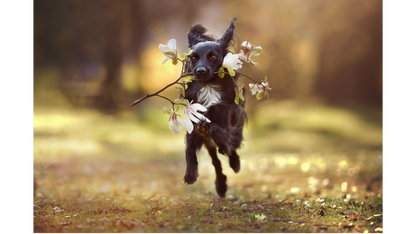 Small Animal Frequency Session