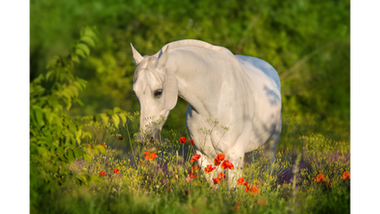 Large Animal Frequency Session