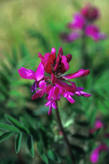 Alaskan Flower Essence Wild Sweet Pea