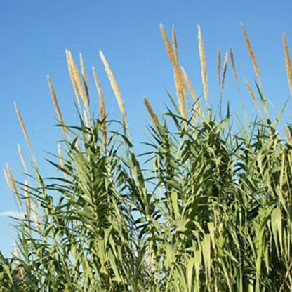 Arundo