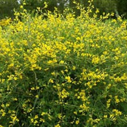 Baptisia tinctoria