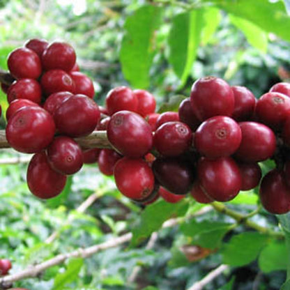 Coffea cruda