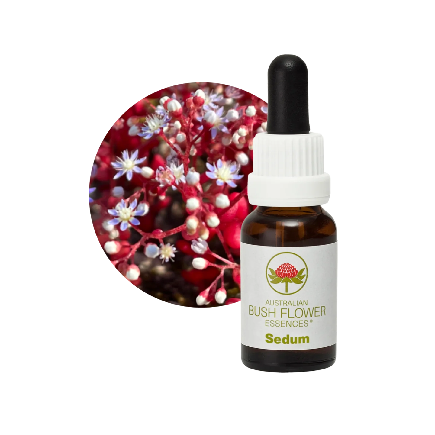 Sedum 30ml image 0