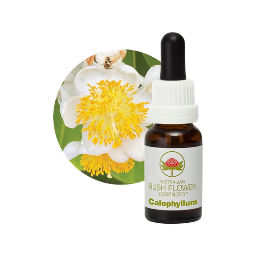 Calophyllum 30ml image 0