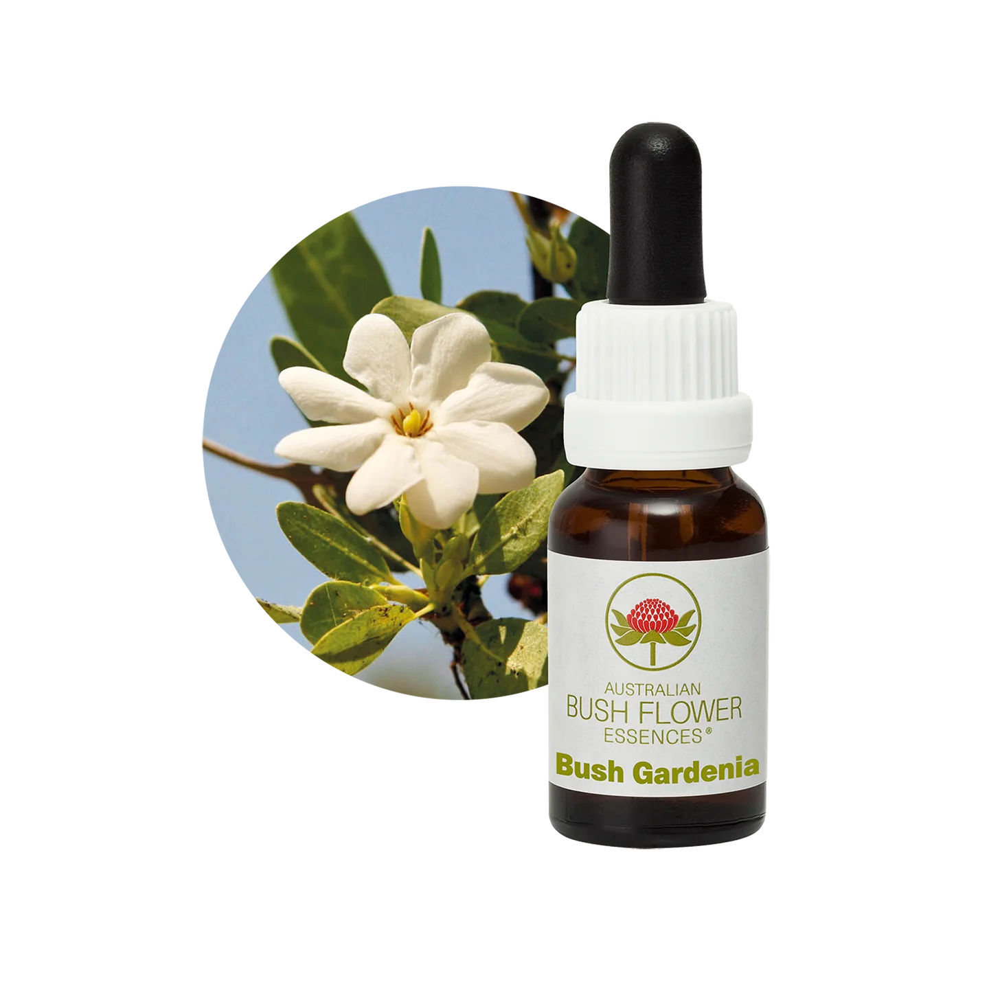 Bush Gardenia 30ml image 0