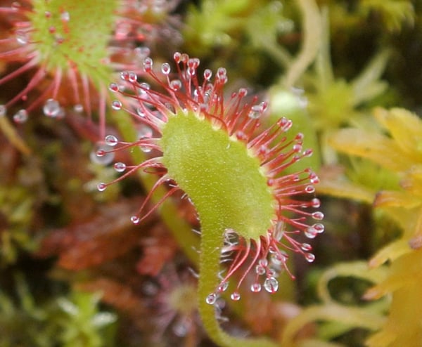 Drosera rotundifolia