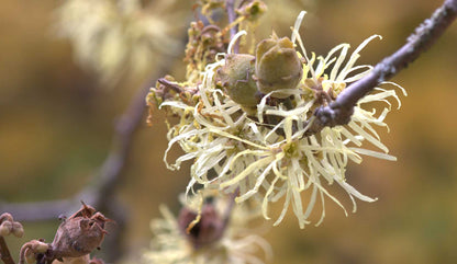 Hamamelis virginiana