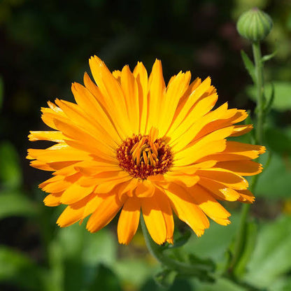 Calendula officinalis